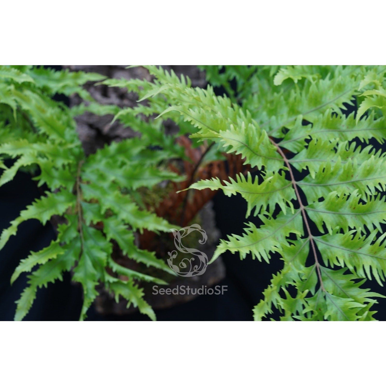 Drynaria rigidula ‘Whitei’ - Unique Fern with Striking Foliage