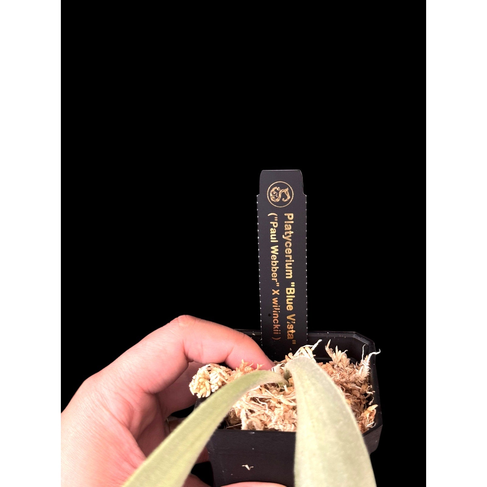 Platycerium “Blue Vista” (OG) RARE tropical plants SEED STUDIO®