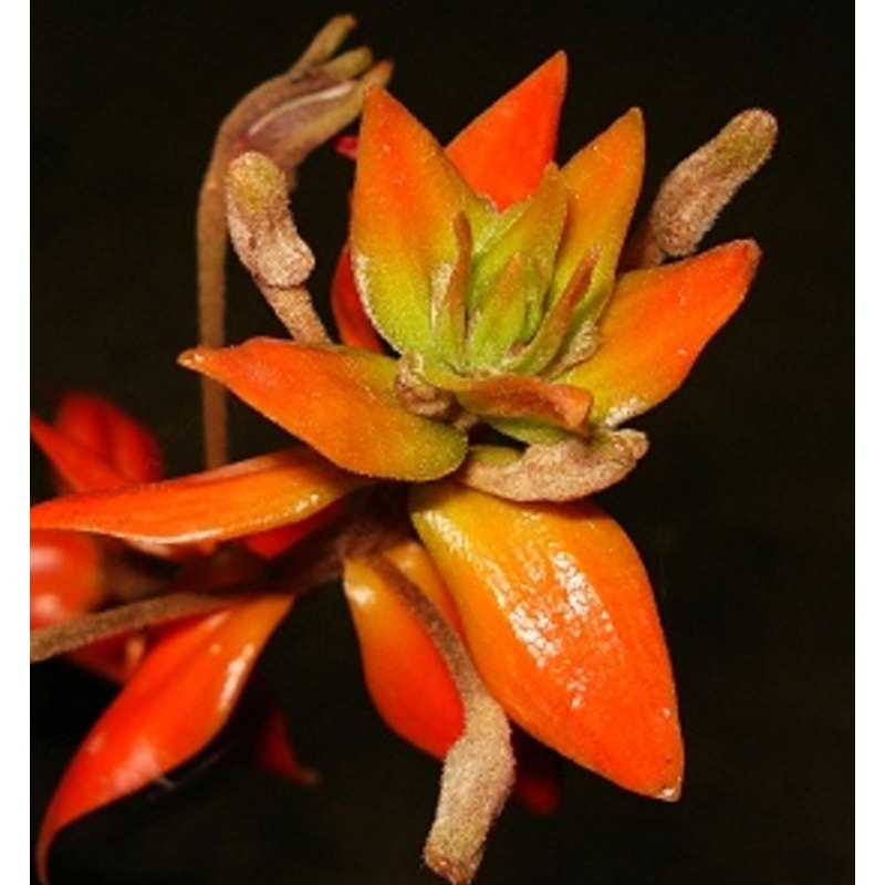 Eria ornata Unique Orchid with Fuzzy Flowers rare