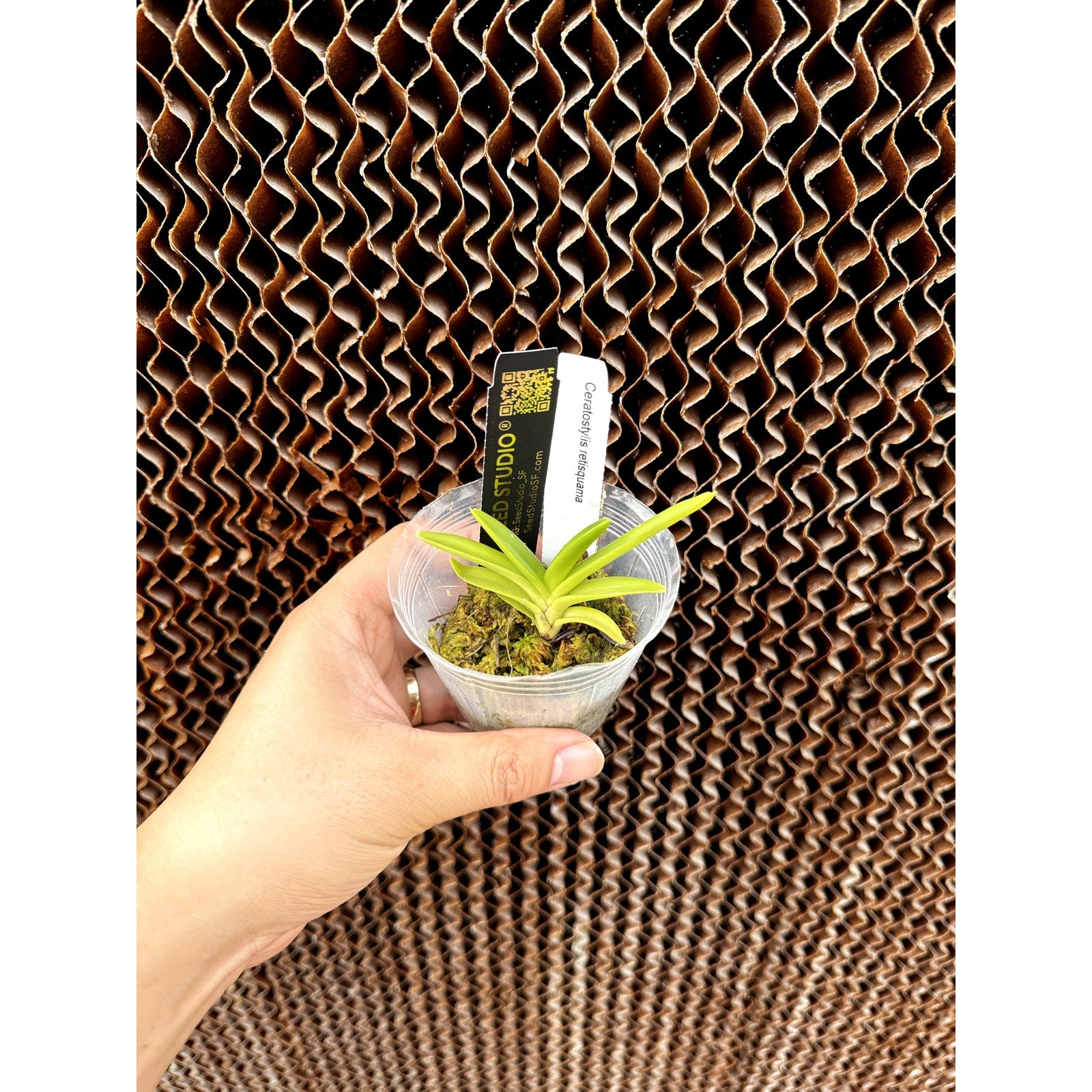 Ceratostylis retisquama orchid Compact Orange blooming size