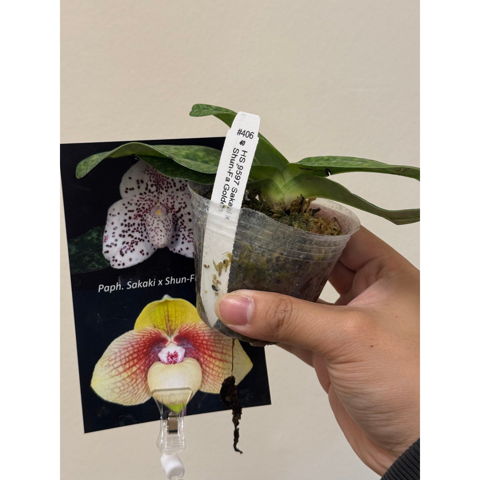 paphiopedilum sakaki x shun-fa golden Rare collector orchid blooming size