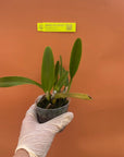 Cattleya trianaei f. coerulea Rare collector orchid blooming size