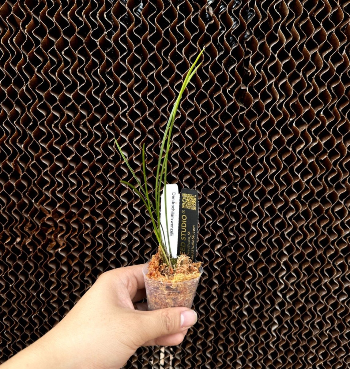 Dendrochilum wenzelii Elegant Orchid with Cascading Red Blooms