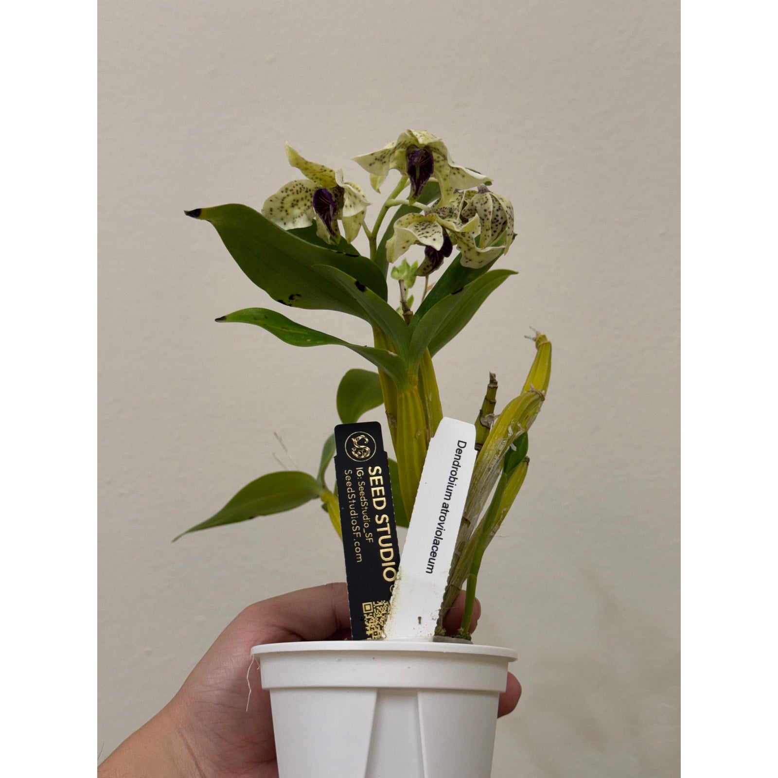 Dendrobium atroviolaceum Rare collector orchid blooming size