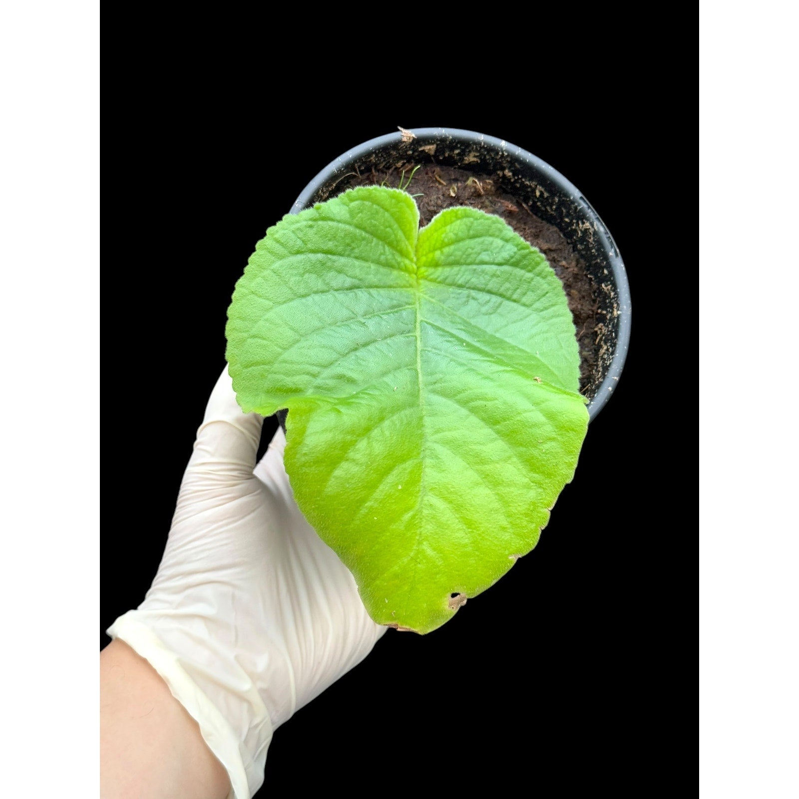 Streptocarpus cooperi – Unique Species, Semi-Mature SEED STUDIO®