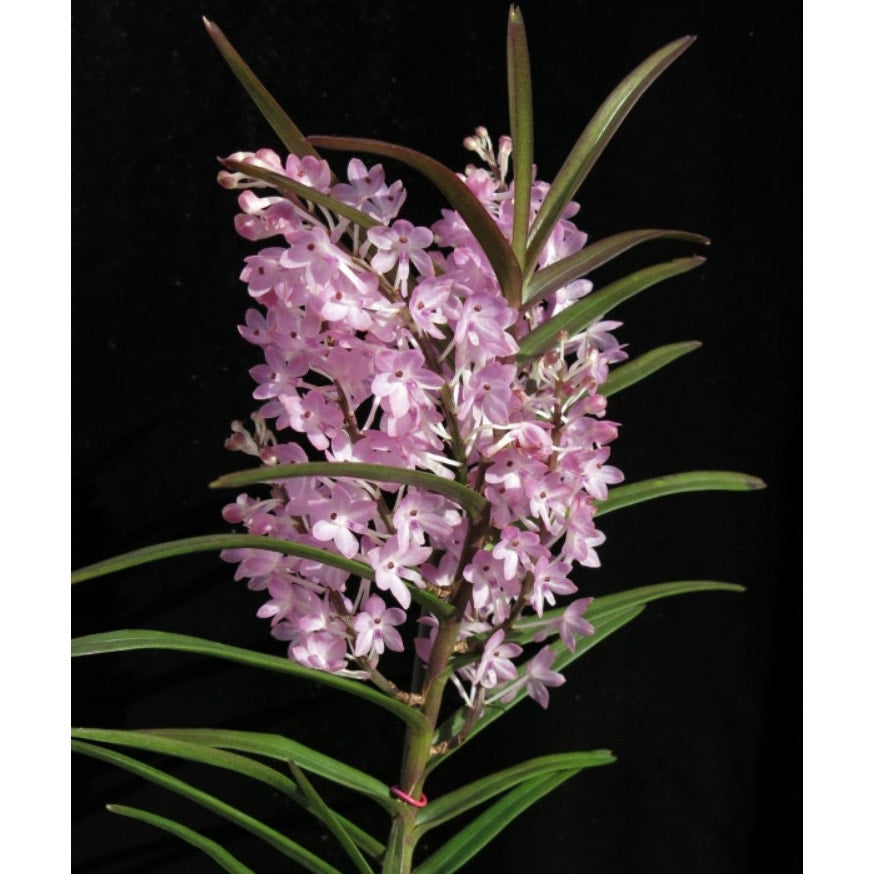 Ascocentrum christensonianum Compact Vibrant Blooms orchid blooming size