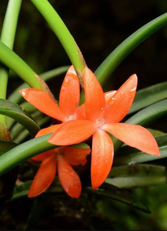 Ceratostylis retisquama orchid Compact Orange blooming size