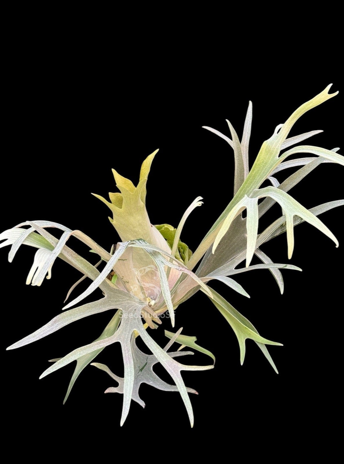 Platycerium “Blue Vista” SPORE RARE tropical plants SEED STUDIO®