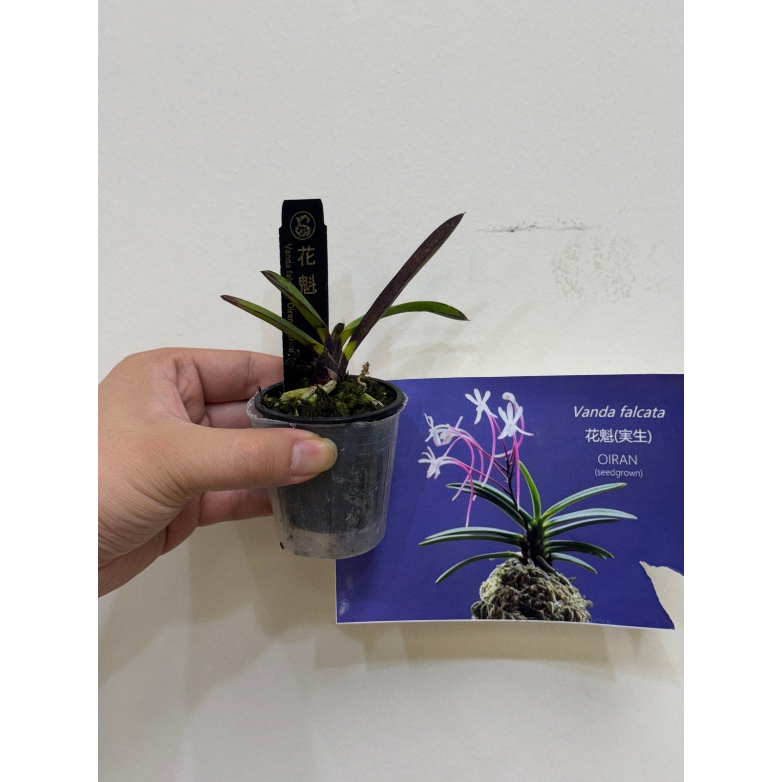 Vanda falcata "OIRAN" Rare collector orchid blooming size