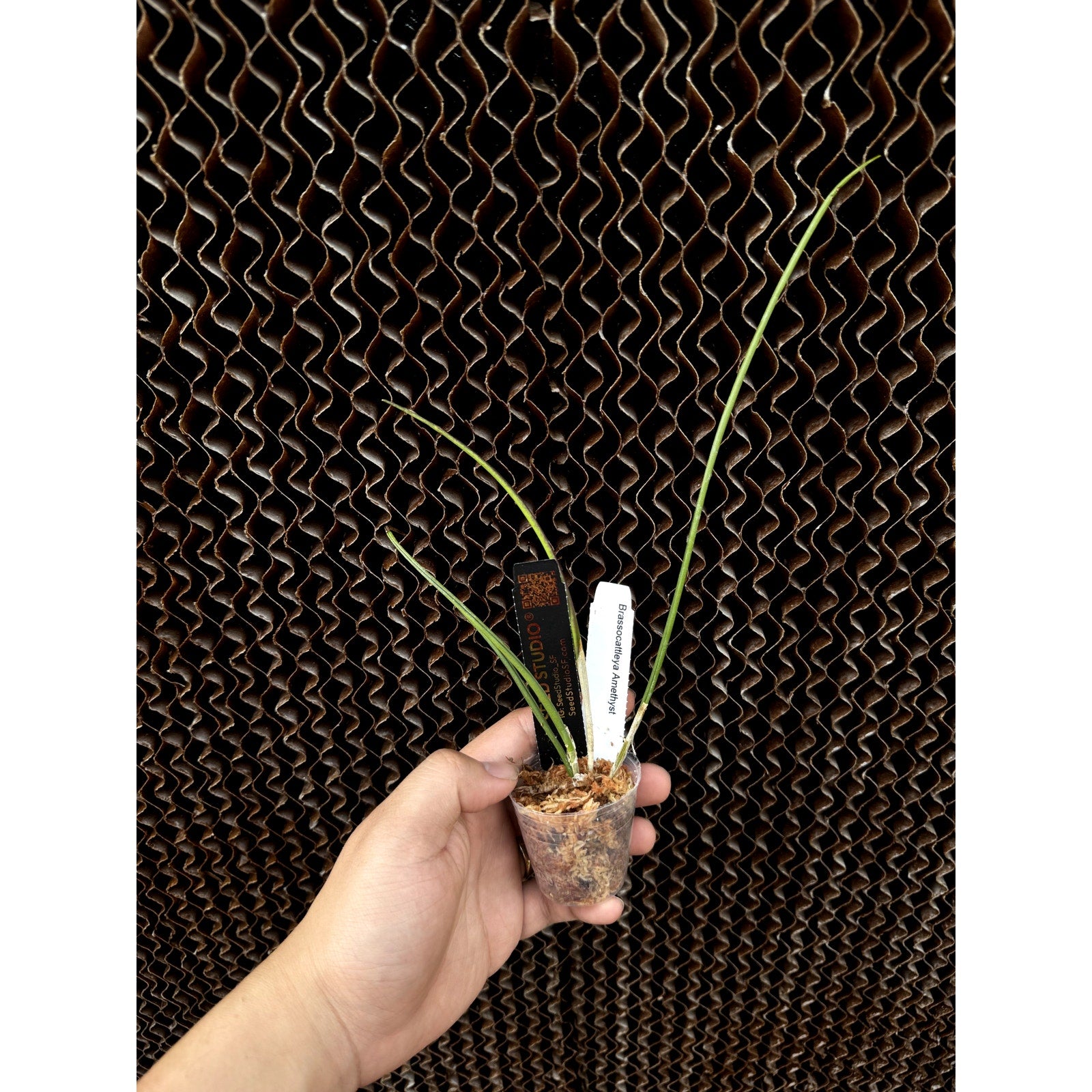 BrassoCattleya amethyst orchid blooming size Stunning Hybrid