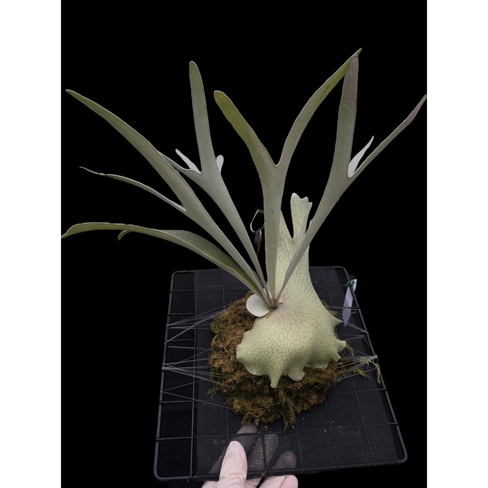 Platycerium  RARE tropical plants SEED STUDIO®