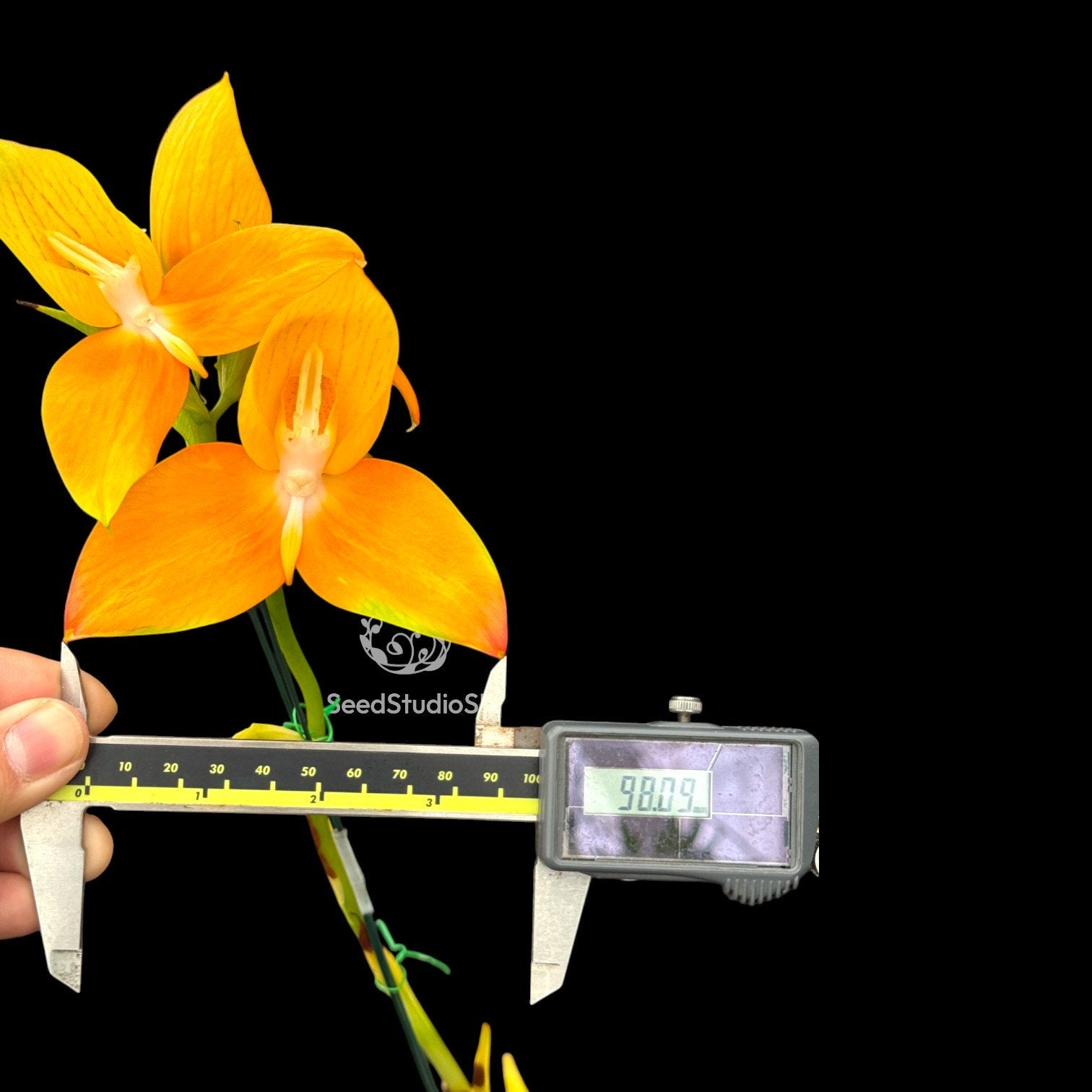 Disa Watsonii ‘Seedstudio Golden Sunset’ AM/AOS RARE Collector orchid