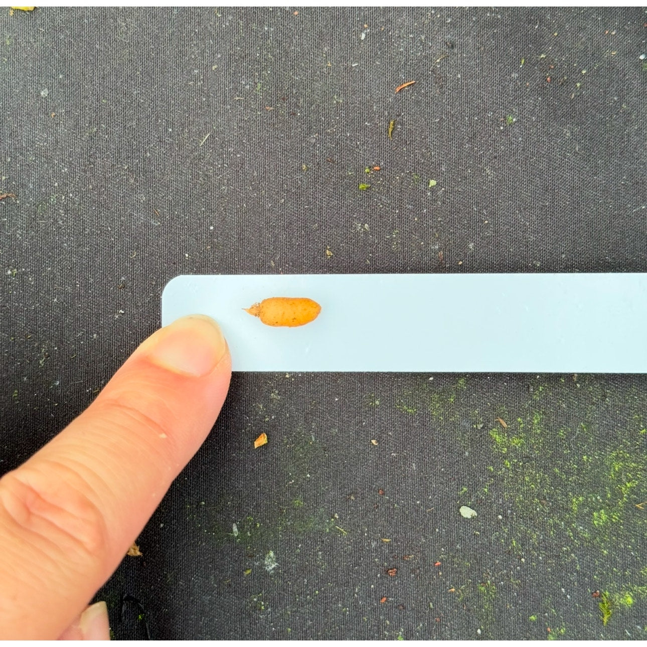 Amitostigma pinguiculum rare terrestrial miniature orchid blooming size tuber