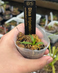 Disa tripetaloides RARE collector orchid