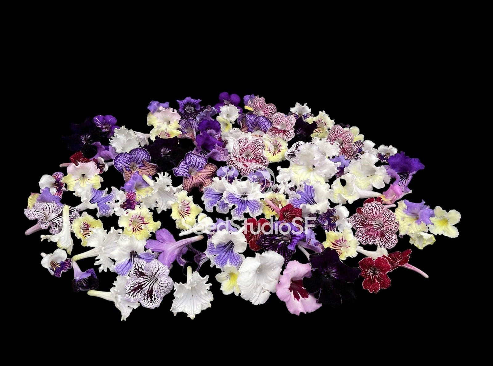 Streptocarpus 10 Plants (In Bloom/In Bud) | Year-Round Blooms | Easy Care | African Violet-Like SEED STUDIO®