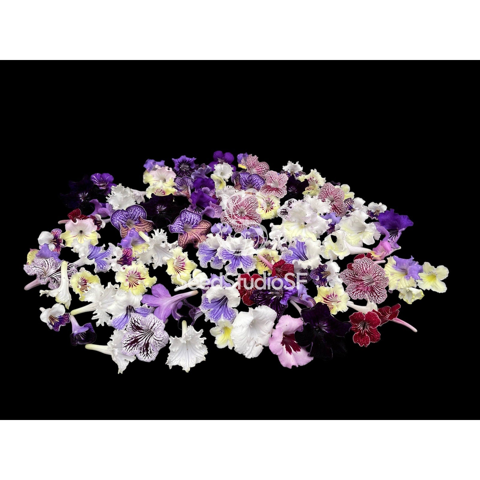 Streptocarpus 10 Plants (In Bloom/In Bud) | Year-Round Blooms | Easy Care | African Violet-Like SEED STUDIO®