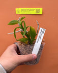 Dendrobium parishii Petaloid Form (3 Petals) Orchid - Blooming Size