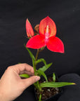 Disa Foam Flask Rare collector orchid blooming size
