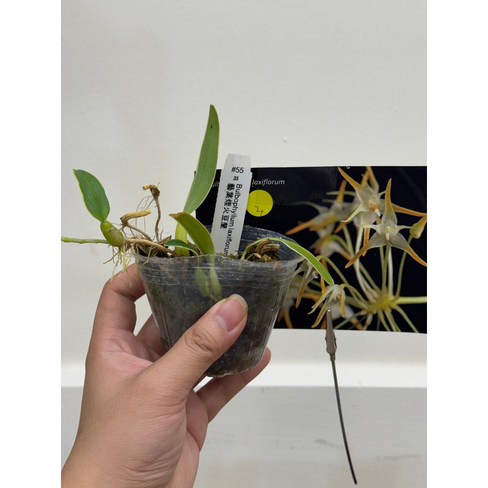 bulbophyllum laxiflorum VARIEGATED Rare collector orchid blooming size