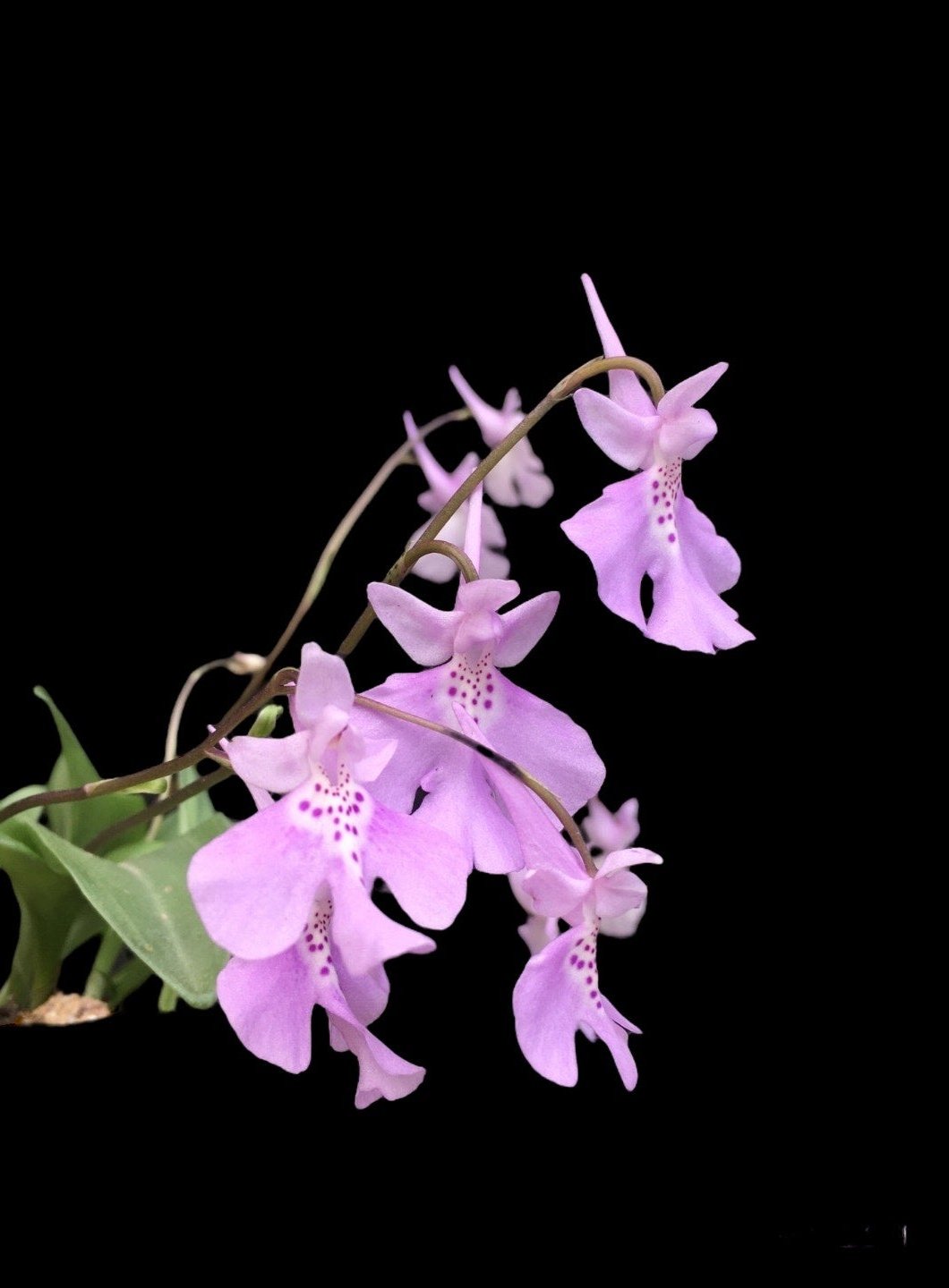 Amitostigma pinguiculum rare terrestrial miniature orchid blooming size tuber