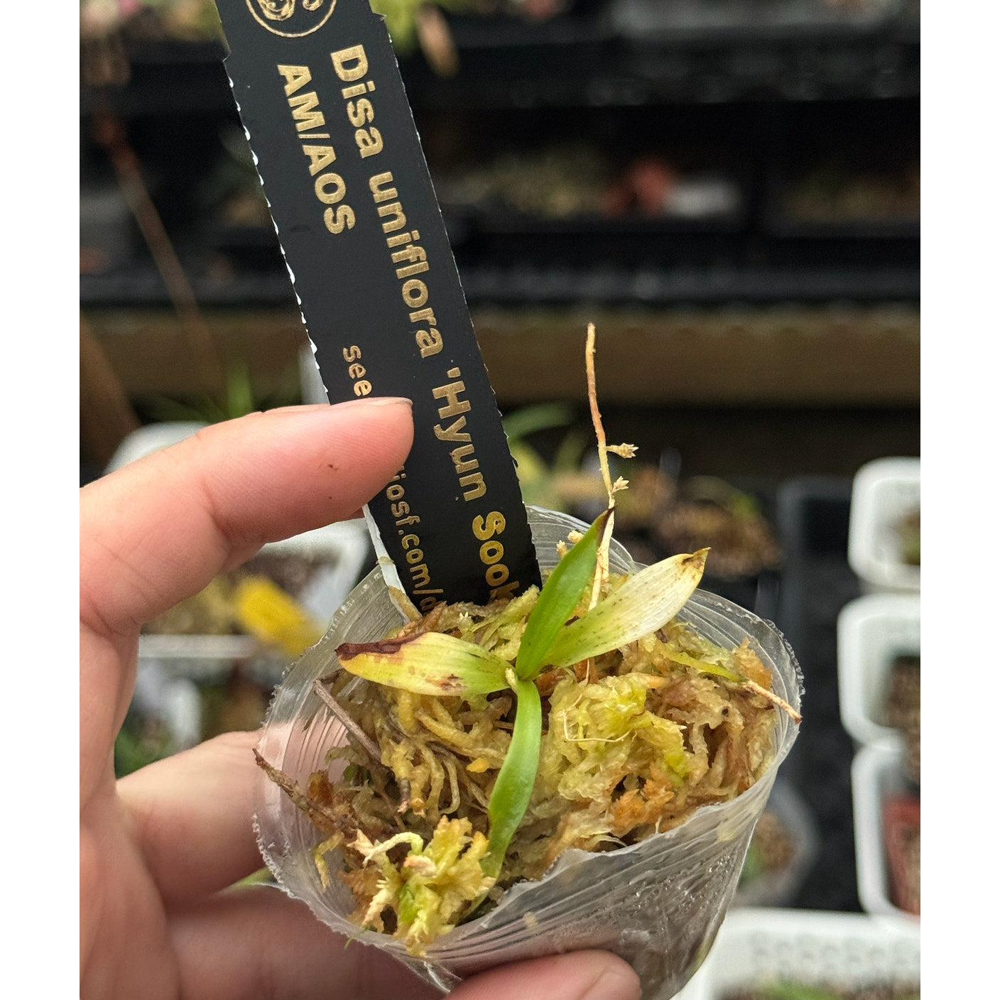 Disa uniflora "Hyun Sook" AM/AOS RARE collector orchid