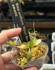 Disa uniflora "Hyun Sook" AM/AOS RARE collector orchid