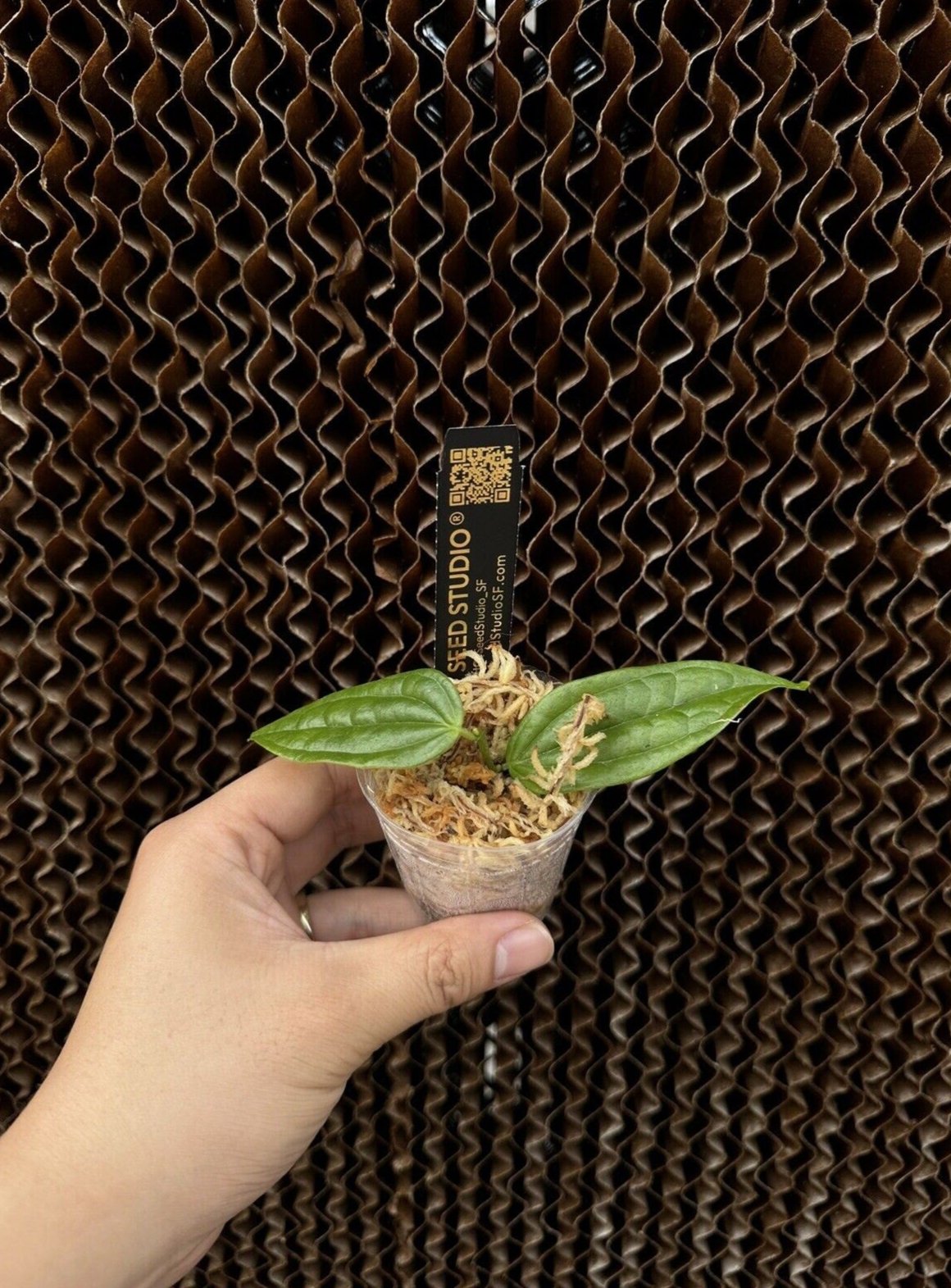 Cavendishia melastomoides neotropical blueberry rare plants rooted cutting