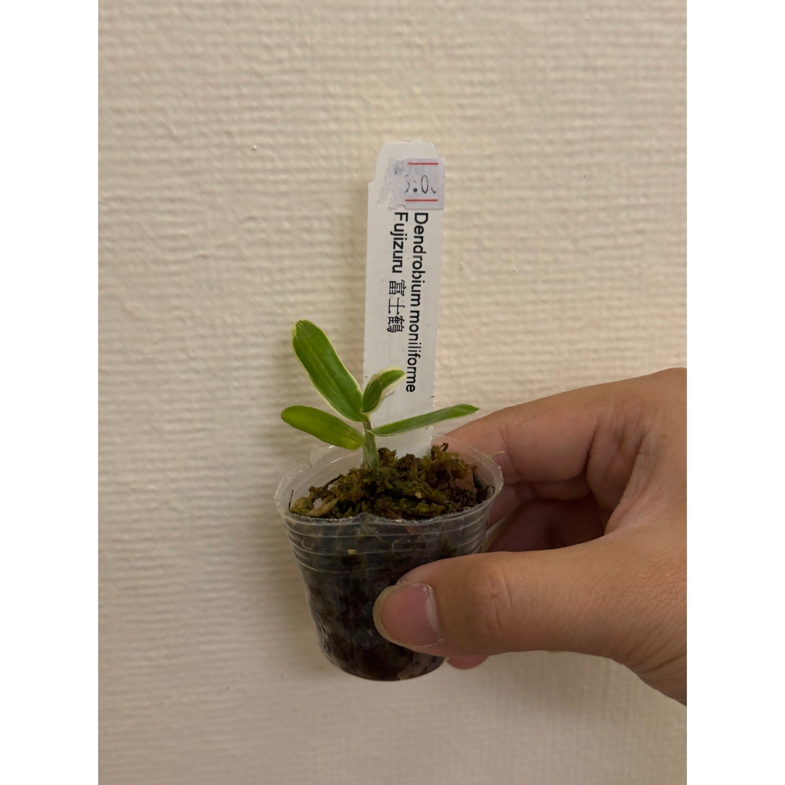 dendrobium moniliforme fujizuru Rare collector orchid blooming size