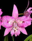 Bct. Taiwan Chameleon Rare collector orchid blooming size