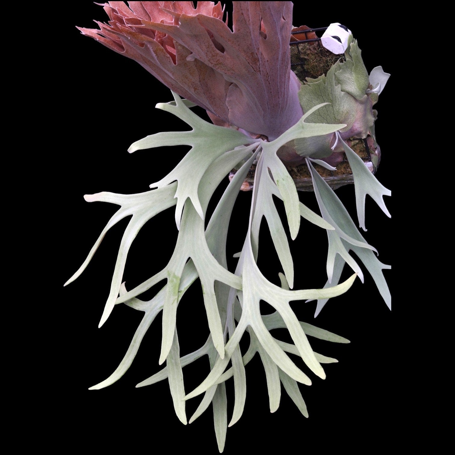 Platycerium willinckii Pearl Queen (OG) RARE tropical plants US