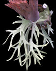 Platycerium willinckii Pearl Queen (OG) RARE tropical plants US Seller SEED STUDIO®