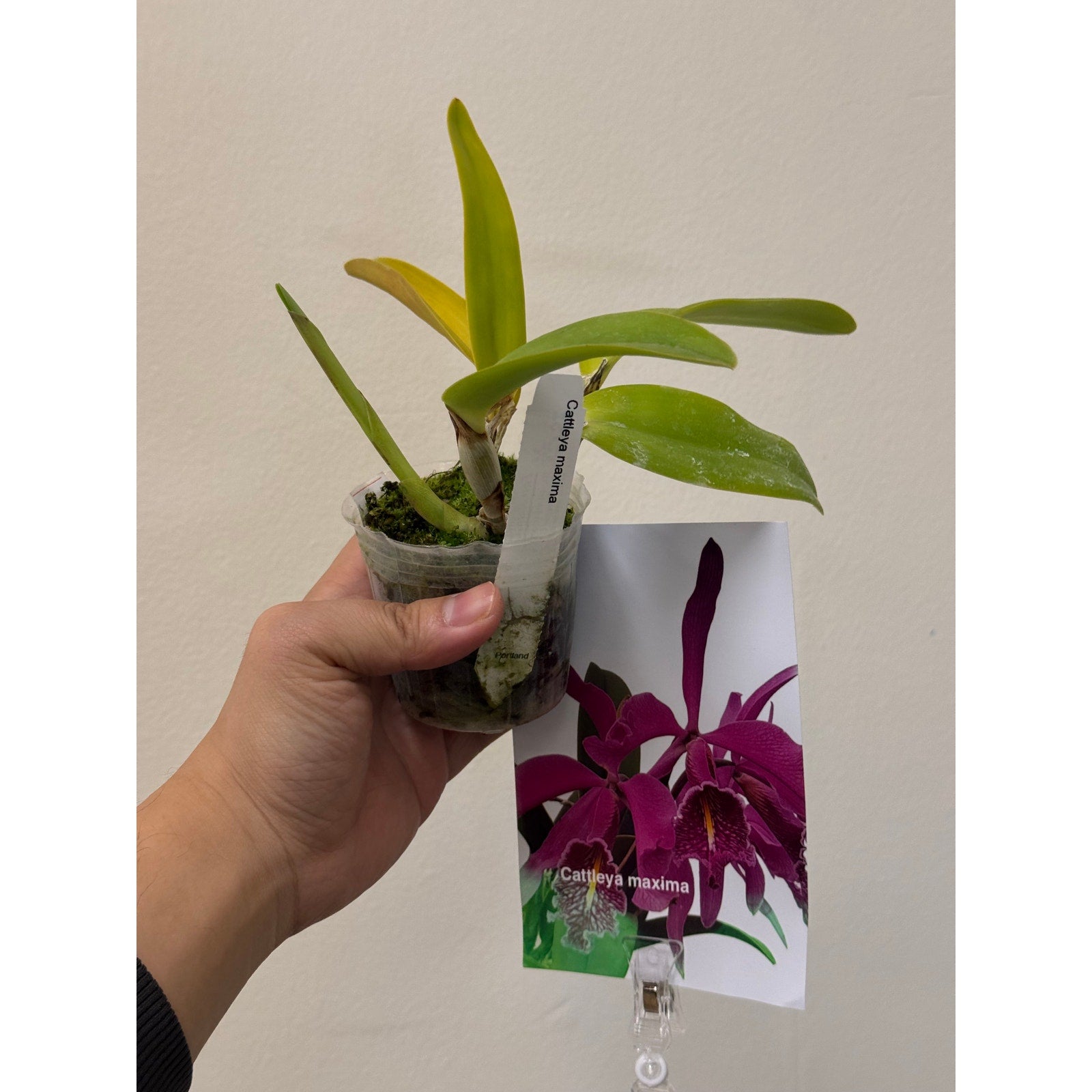 Cattleya Maxima Rare collector orchid