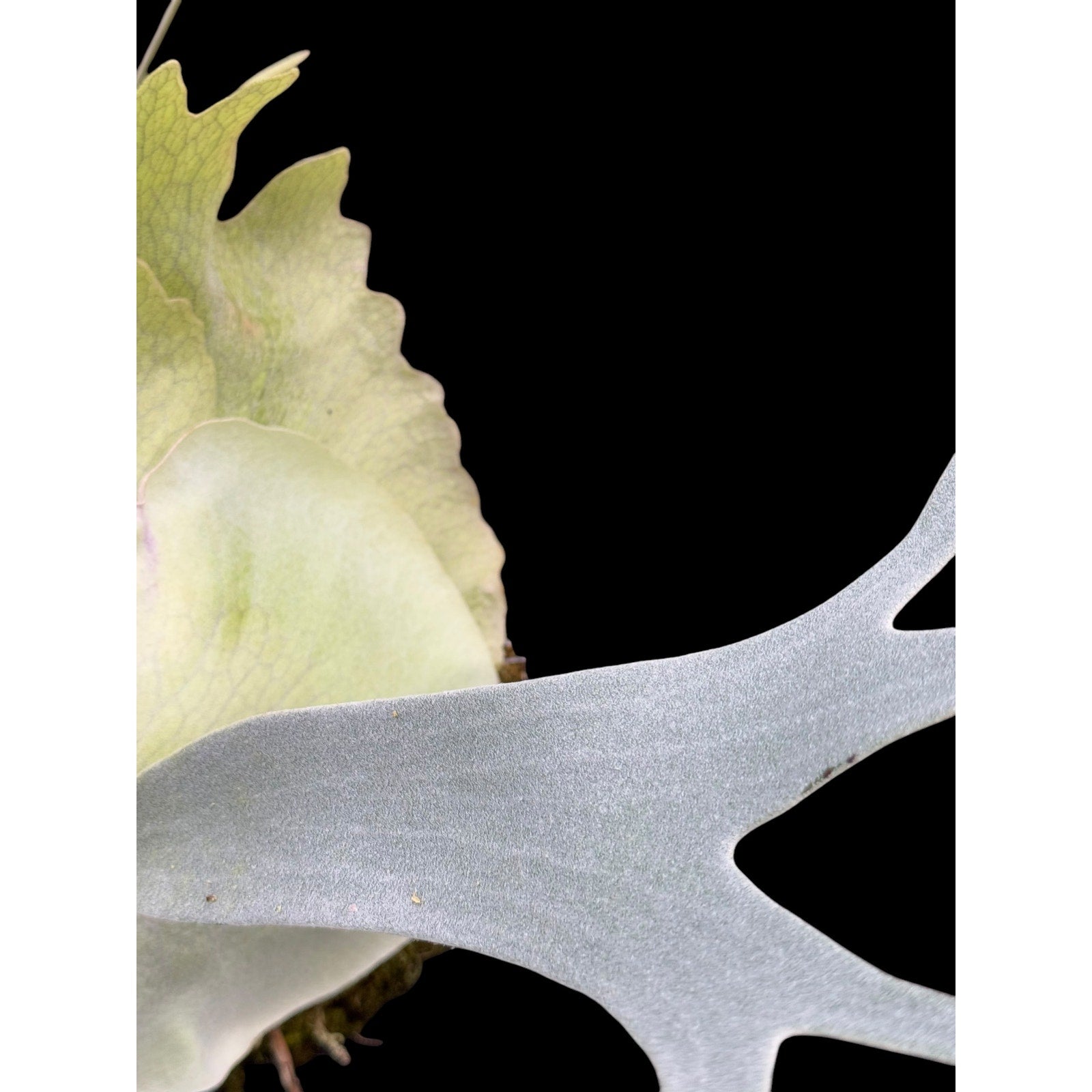 Platycerium “White Hawk” (OG) Mature Size SEED STUDIO®