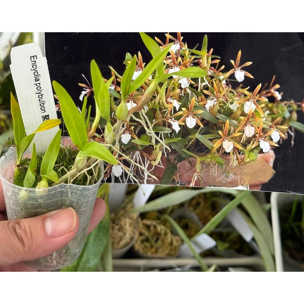 Encyclia polybulbon orchid blooming size