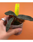 Paph micranthum var eburneum Rare collector orchid blooming size