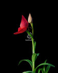 Disa uniflora "Seed Studio Ruby Crown" (AM/AOS) Rare collector orchid