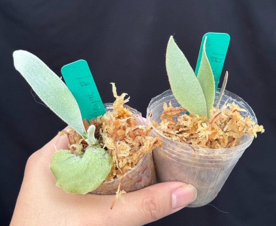 Platycerium willinckii "Anapat