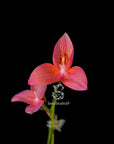 Disa Sea Lord RARE Collector Orchid