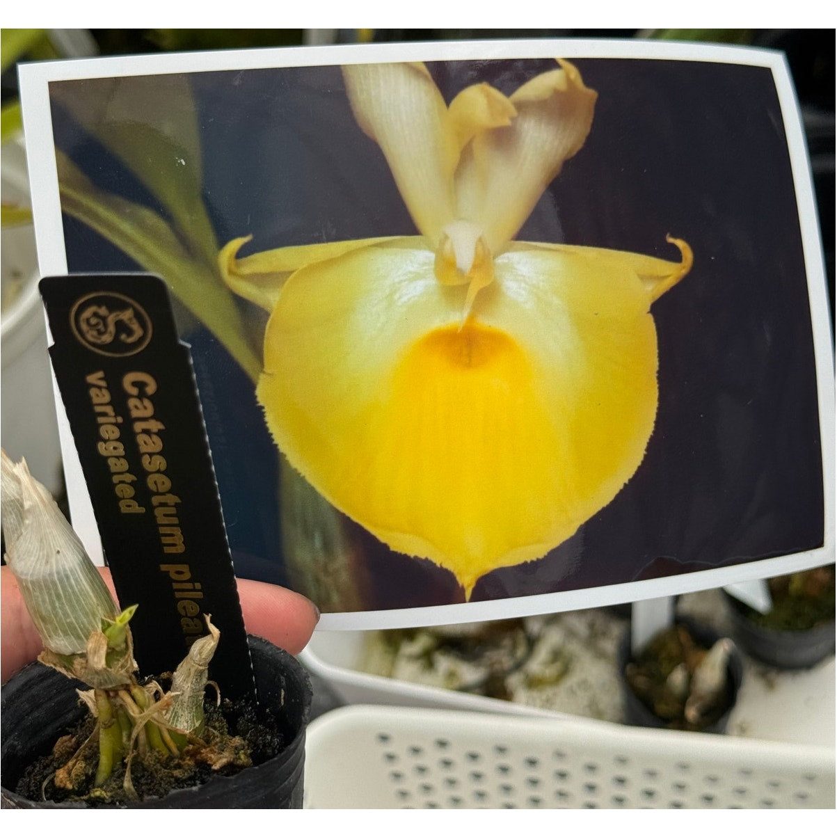 Catasetum pileatum var. variegata RARE Collector orchid