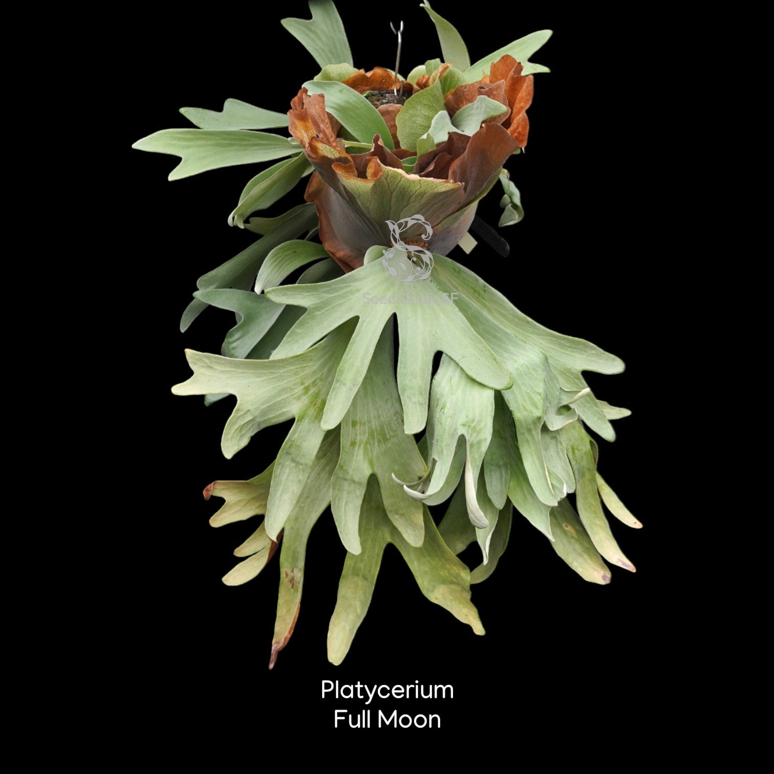 rare plant seed Platycerium Full Moon RARE tropical plants US Seller SEED STUDIO® – SEED STUDIO COLLECTIONS