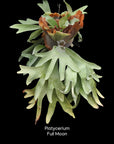 Platycerium Full Moon RARE tropical plants US Seller SEED STUDIO®