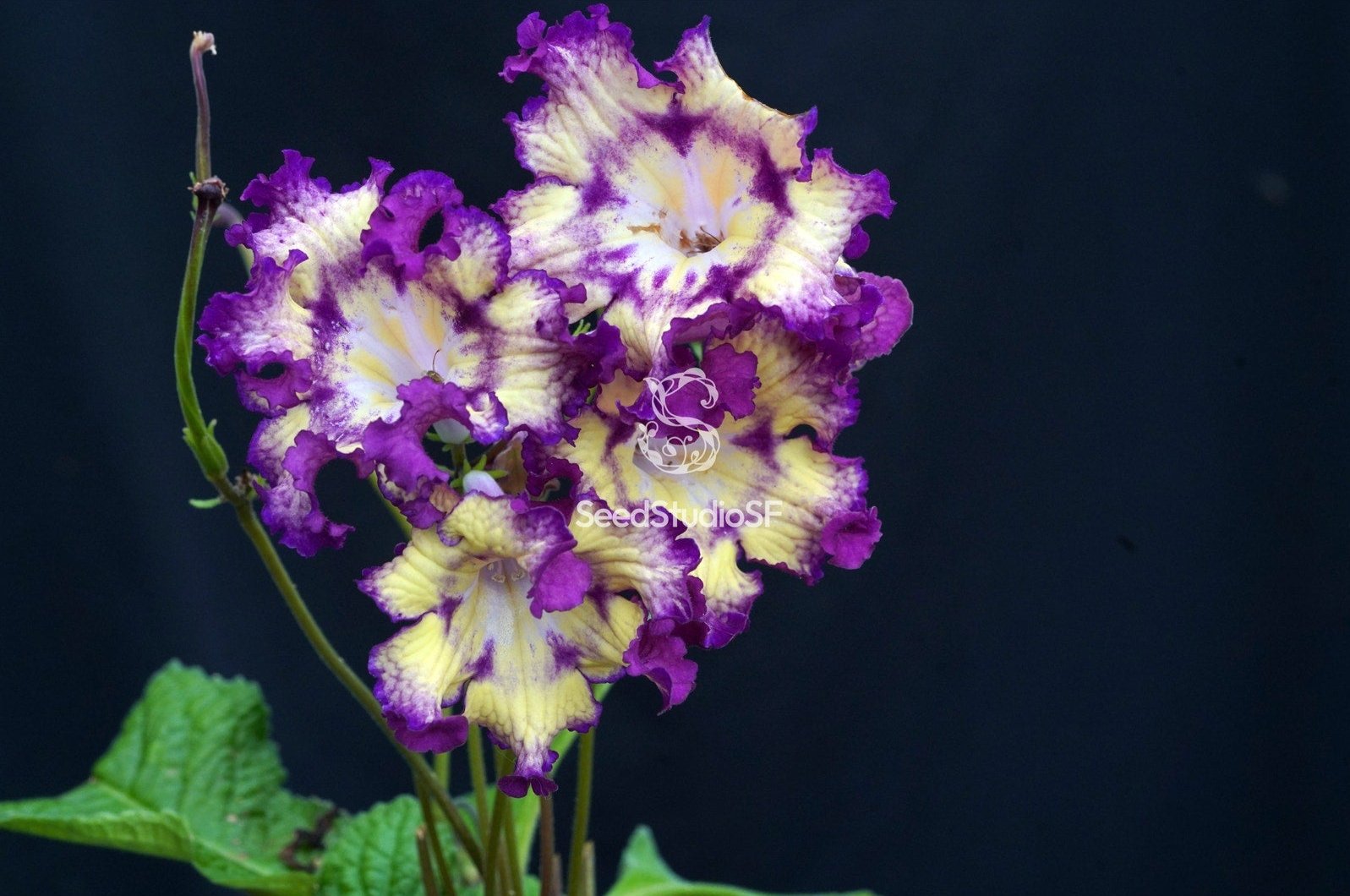 Streptocarpus [DS-2176 | DS-Bomboane] | Year-Round Blooms
