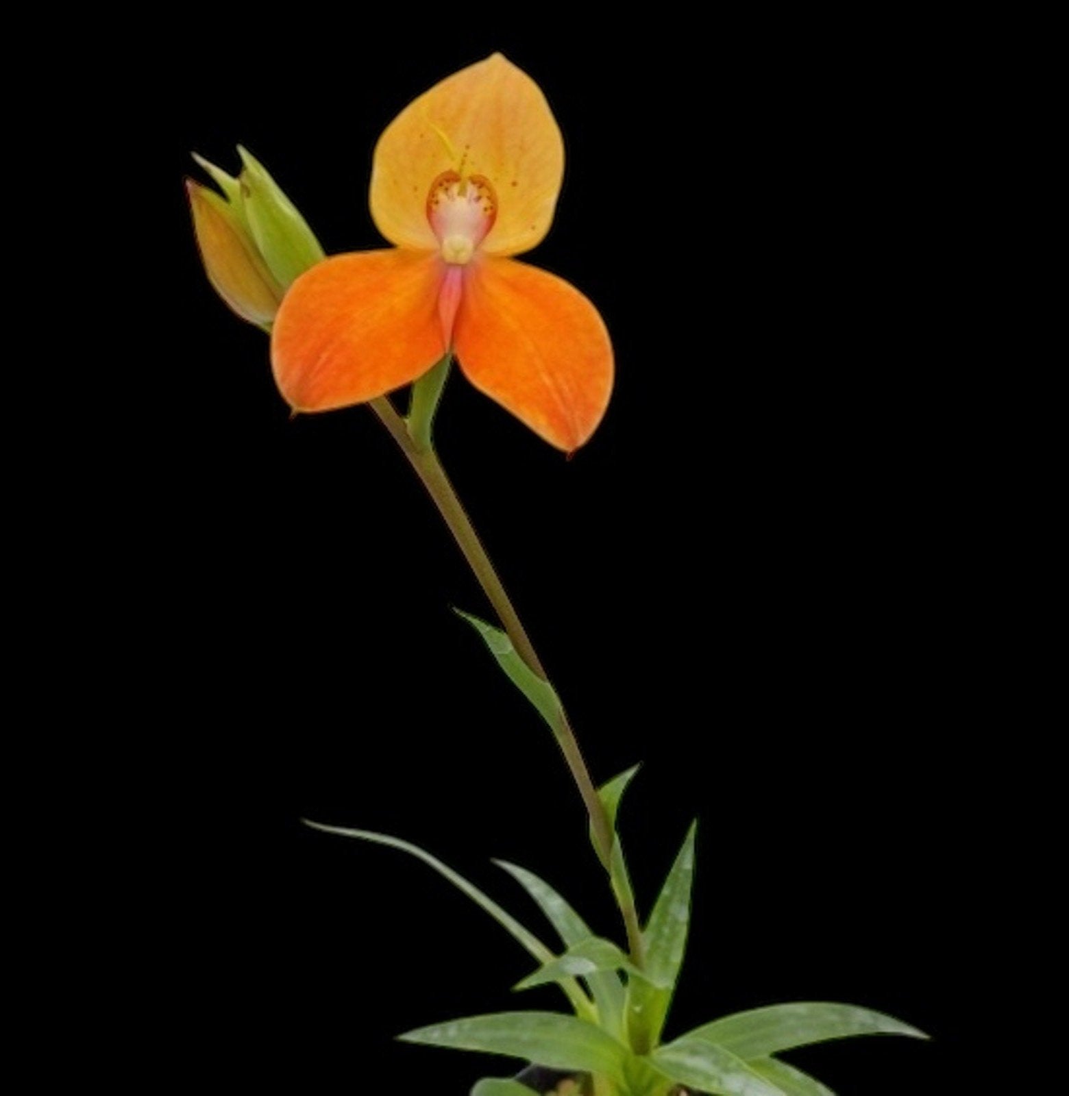 Adjustment Payment - $1 Unit