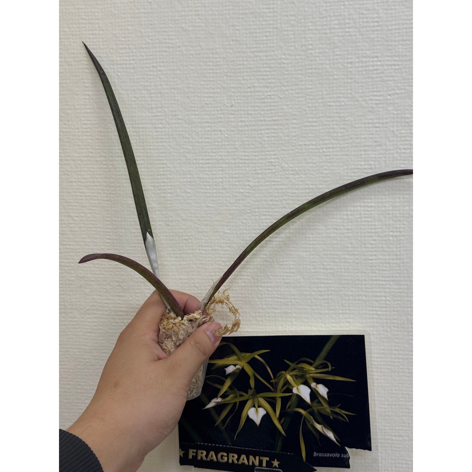 Brassavola subulifolia Rare collector orchid blooming size