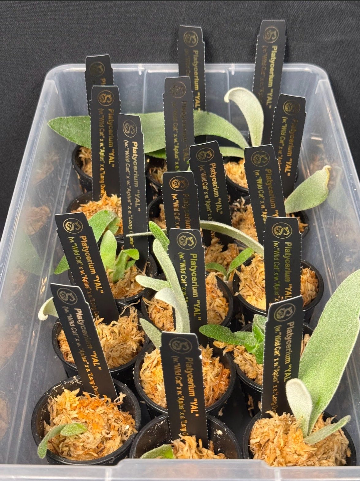 Platycerium "YAL" PUP RARE tropical plants SEED STUDIO® US Seller