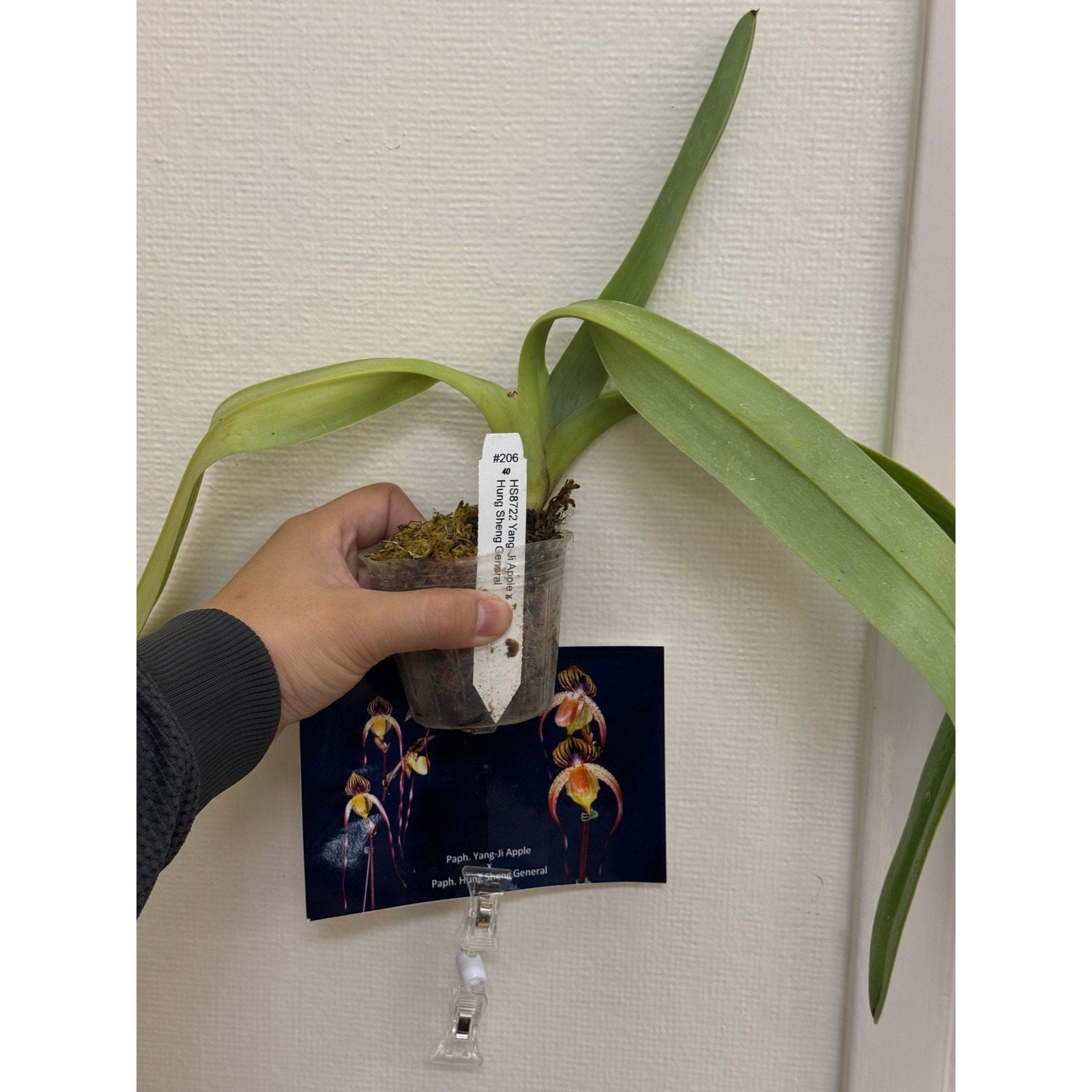 paphiopedilum Yang Ji apple x hung sheng general Rare collector orchid blooming size