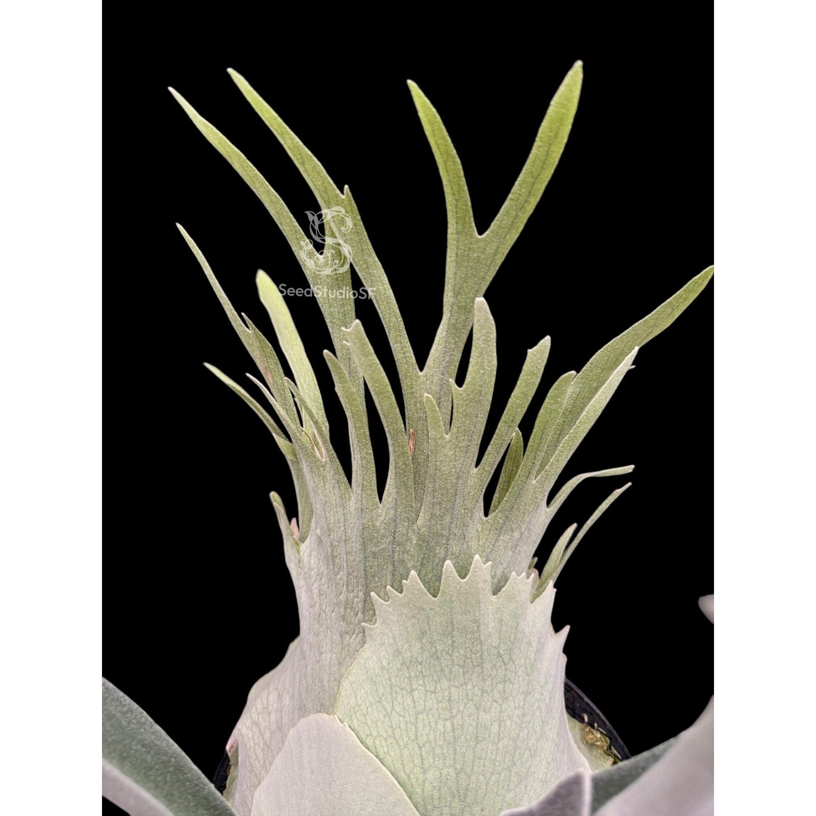 Copied - Platycerium veitchii 