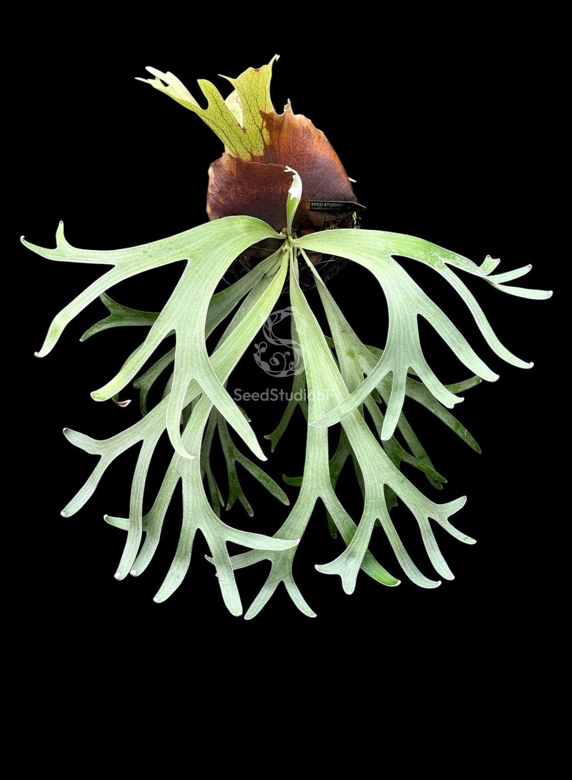 【大株】P.Banna #A ビカクシダ platycerium Platycerium Banna #A Staghorn Fern 4