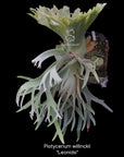 Platycerium willinckii "Leonids" RARE tropical plants US Seller SEED STUDIO®