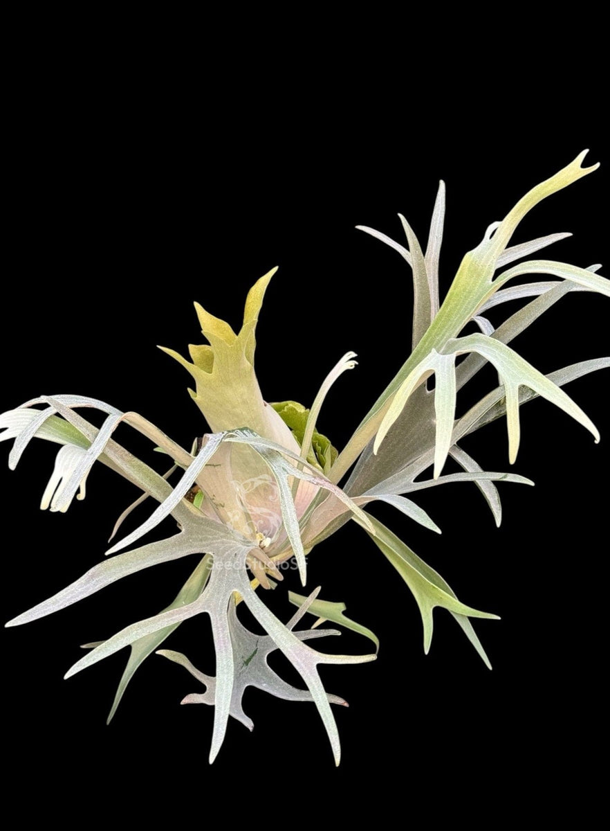 Platycerium “Blue Vista” (OG) RARE tropical plants SEED STUDIO